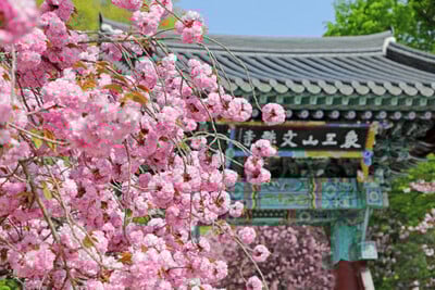[SUWON] Suwon Hwaseong Fortress + Munsusa Temple + Gaesimsa Temple (Apr 6 – Apr 30 Tour)