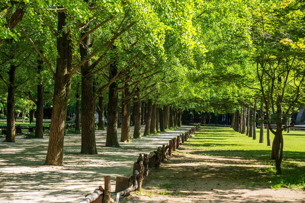 [From Seoul] Eobi Valley, Nami Island & Rail Bike (1-Day Tour)