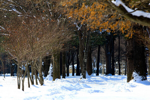 [From Seoul] Eobi Valley, Nami Island & Rail Bike (1-Day Tour)