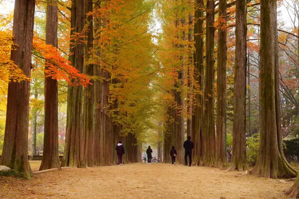 [From Seoul] Eobi Valley, Nami Island & Rail Bike (1-Day Tour)