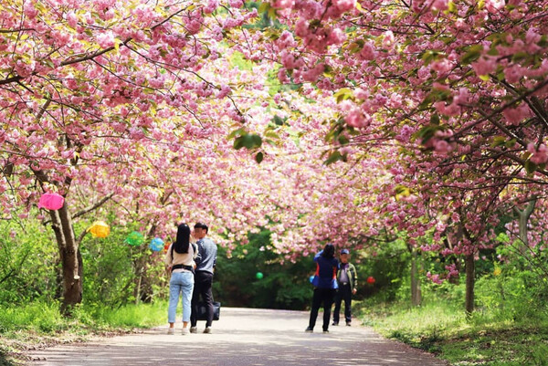 [SUWON] Suwon Hwaseong Fortress + Munsusa Temple + Gaesimsa Temple (Apr 6 – Apr 30 Tour)