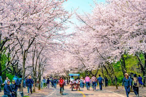 korea-blossom-unsplash.jpg