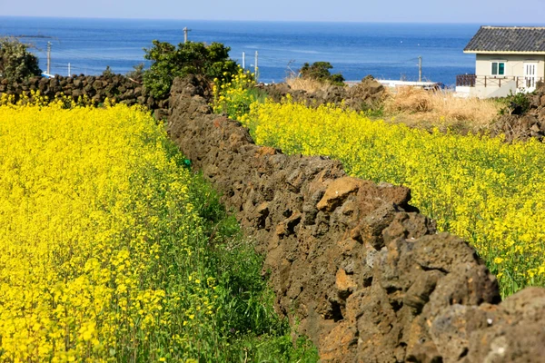 Jeju Island 3-Day Tour for Travelers – Departing from Seoul