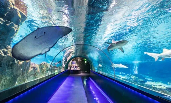 SEA LIFE COEX, Seoul Aquarium Official Tickets