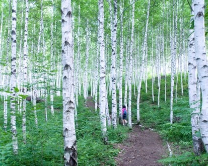 Gangwon-do 2-Day Tour (Inje · Sokcho · Wondae-ri Birch Forest · Seoraksan) – Seoul Departure