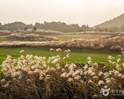 Jeju Island 3-Day Tour for Travelers – Departing from Seoul