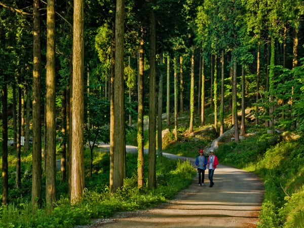 Jeollanam-do 3-Day Tour (Jeongeup · Haenam · Gangjin · Damyang) – Departing from Seoul