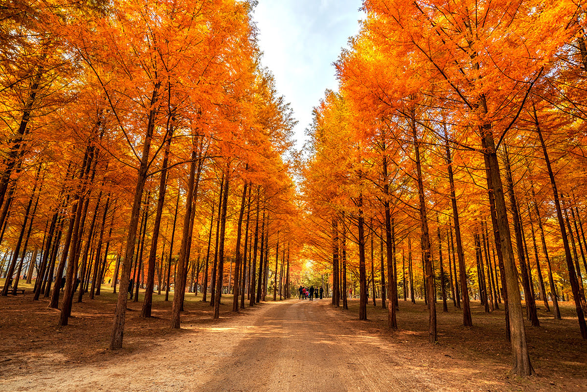 Korea Influencer 5D 4N Tour – Seoul 2 Nights & Busan 2 Nights (No Shopping / No Option / No Tip)