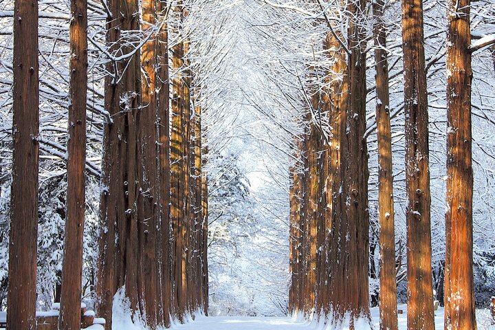 [From Seoul] Eobi Valley, Nami Island & Rail Bike (1-Day Tour)