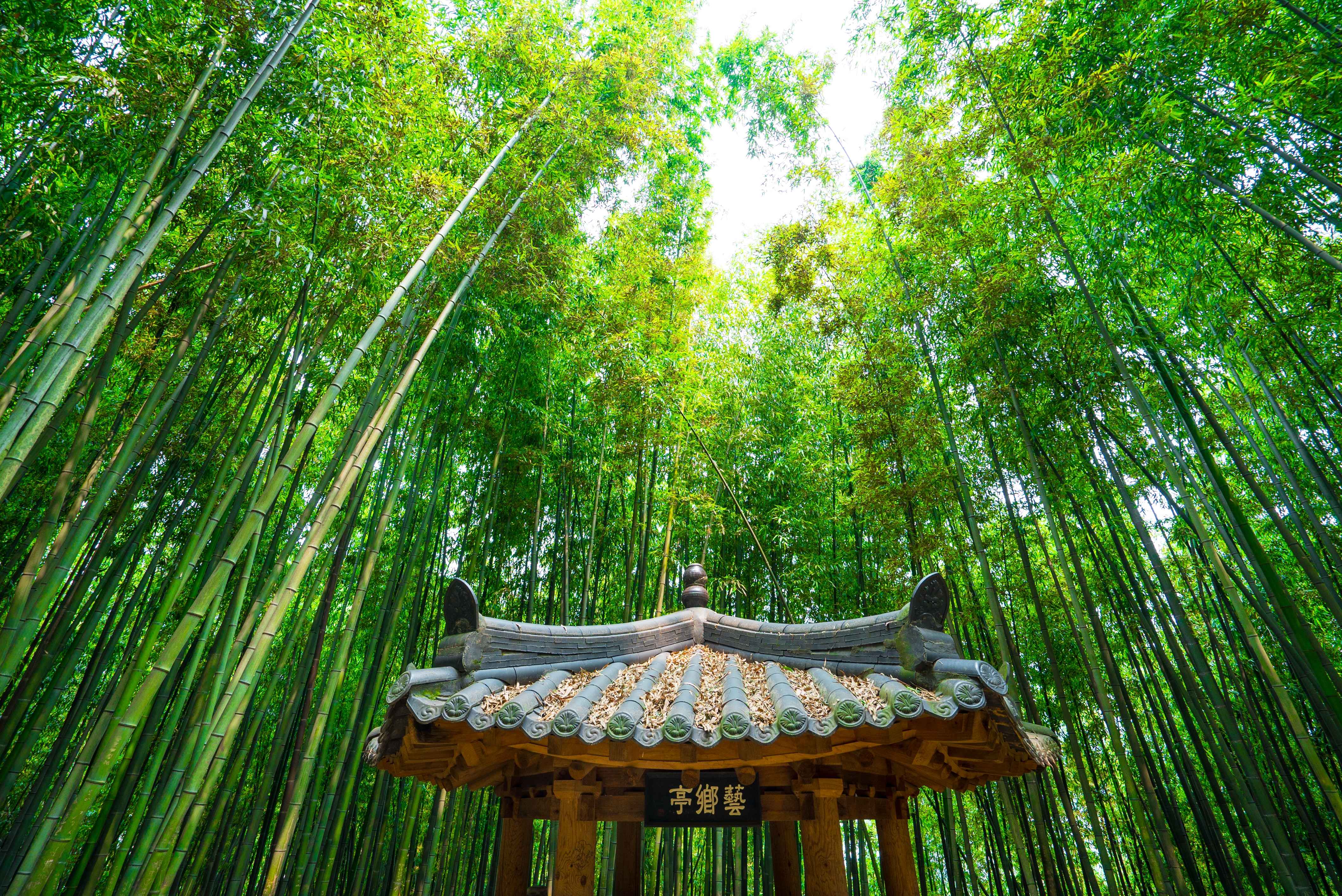 Jeollanam-do 3-Day Tour (Jeongeup · Haenam · Gangjin · Damyang) – Departing from Seoul